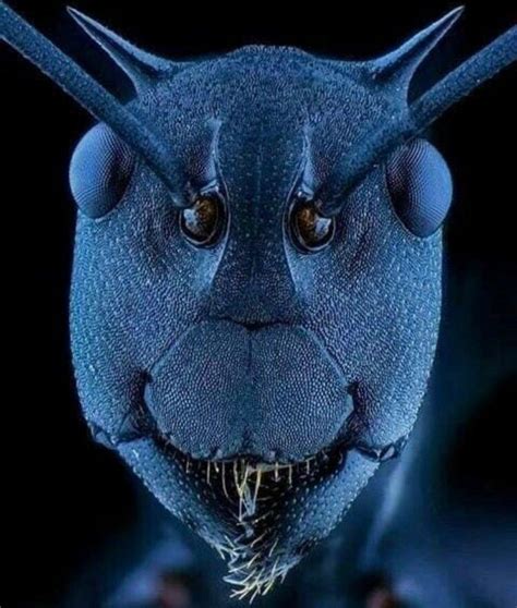 microscope ant face|ant face under electron microscope.